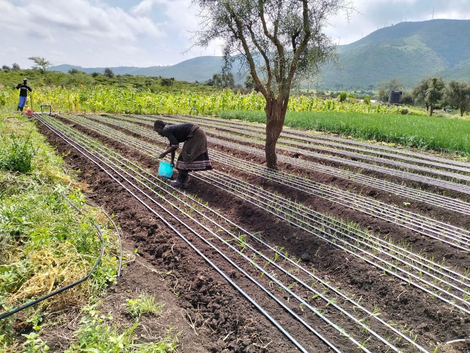 Osinka Kallaso farmer working in field
