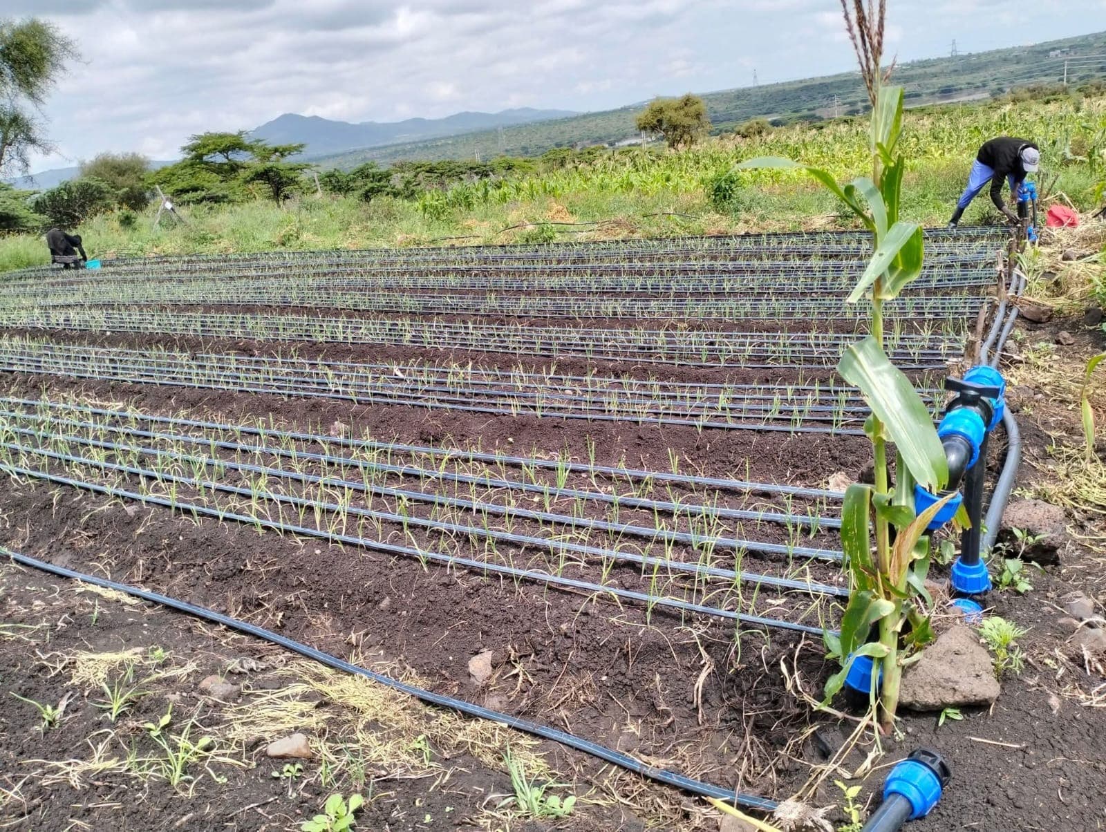 Osinka Kallaso onion farm with farmers working