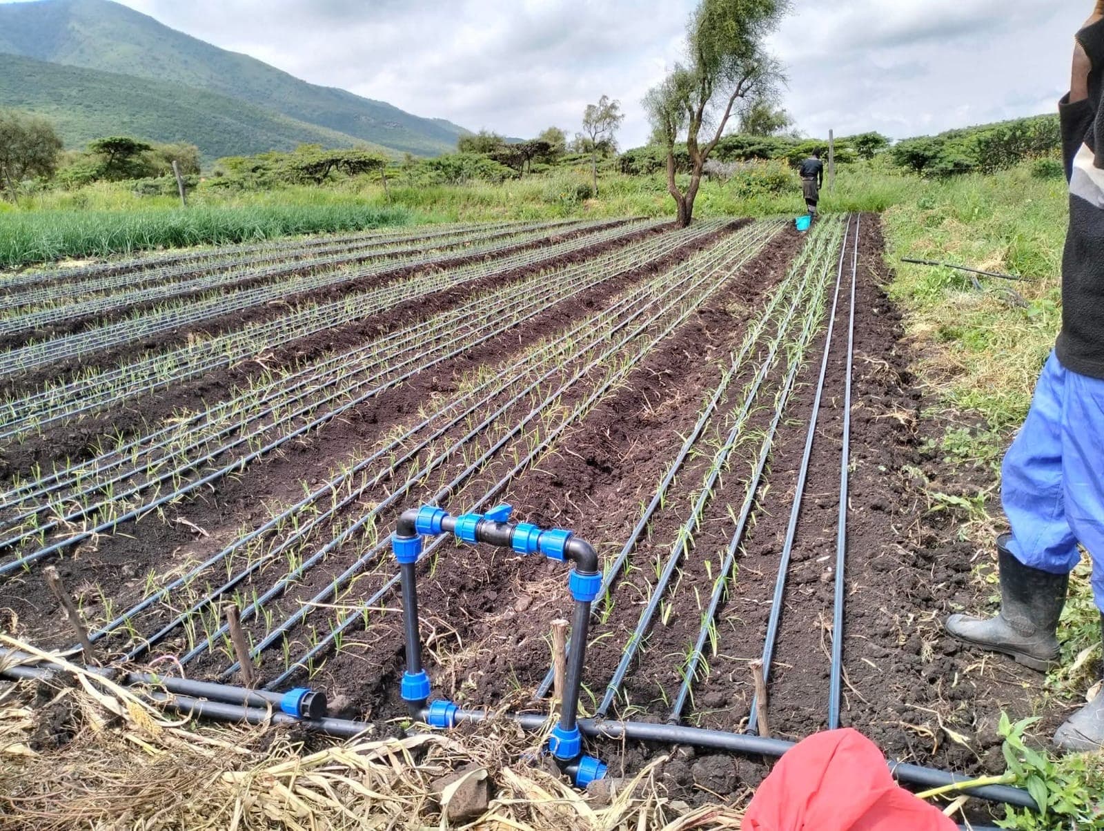 Osinka Kallaso farmer working with modern techniques